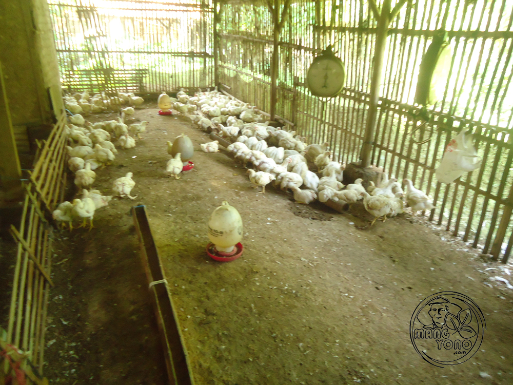  Tempat  potong ayam  di Pagaden Barat Subang menjelang 