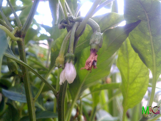 Metro Greens: A small green chilli Metro Greens: A small green chilli