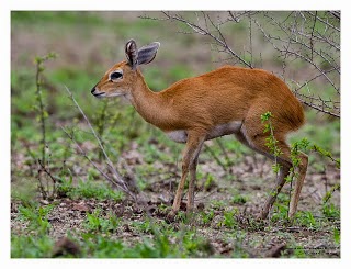 Steenbok