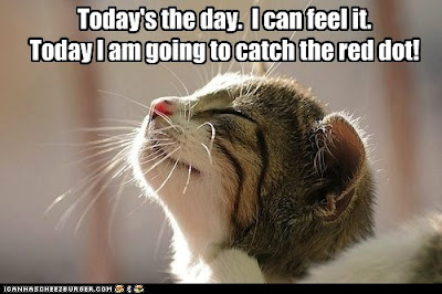 kitty says today I'm going to catch the red dot.