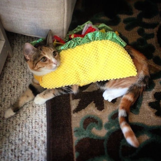 27 Cat Costumes That Will Make Your Day Animals