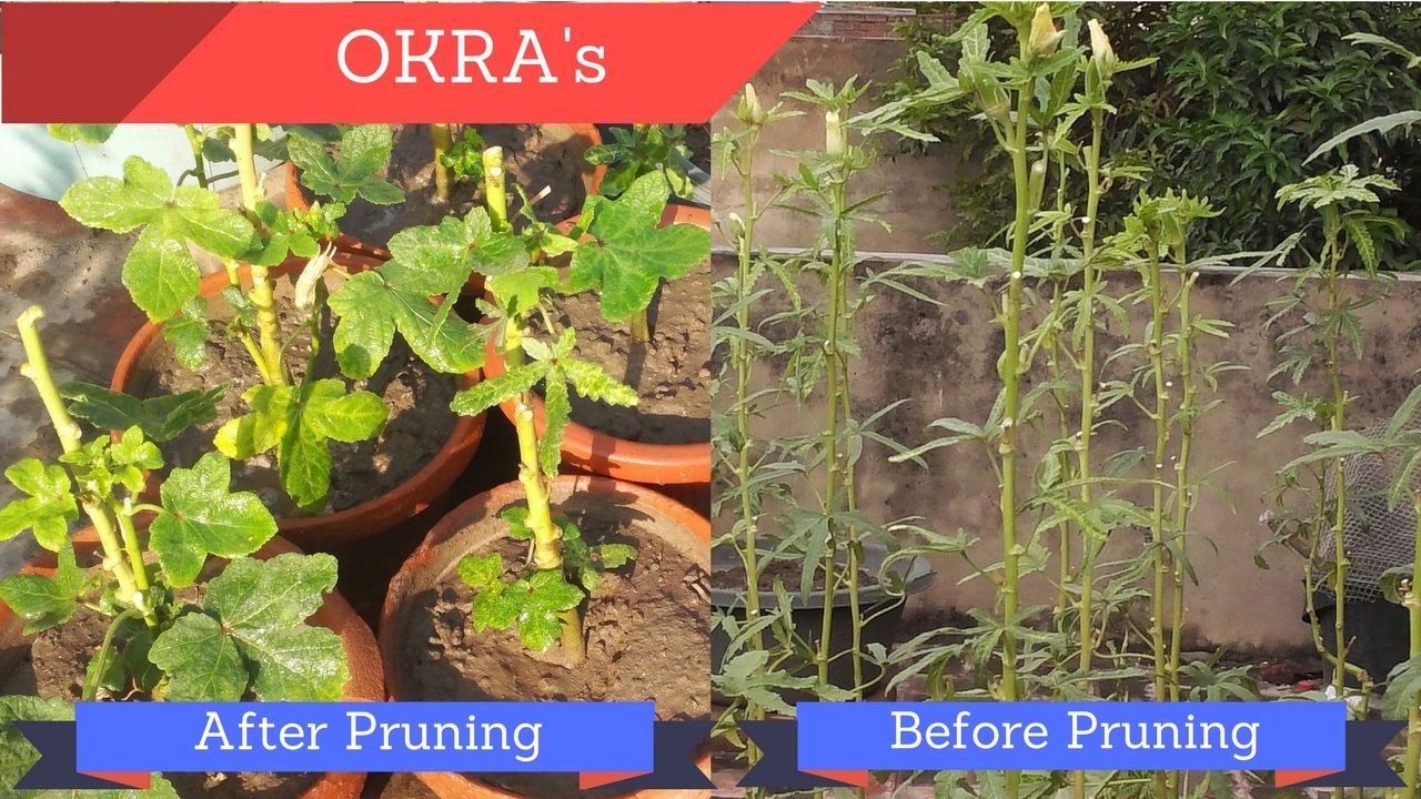 Veggies Home Kitchen Garden Pruning of Okra Plants in different containers
