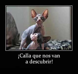 imagenes para whatsapp, frases de risa, chistosas, divertidas, graciosas para whatsapp imagenes para whatsapp, frases de risa, chistosas, divertidas, graciosas para whatsapp