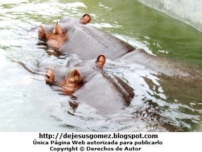 Hipopótamos Foto de hipopótamos pasenado juntos bajo el agua. Foto de hipopótamos de Jesus Gómez