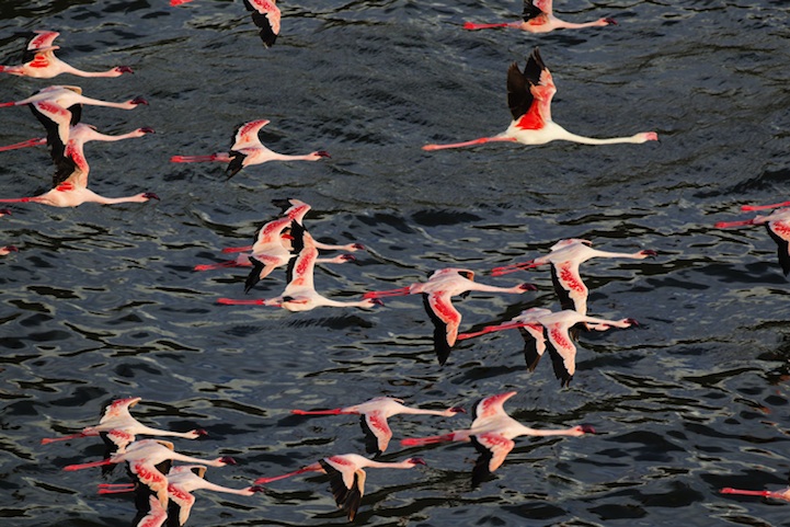 طيور الفلامنجو ’’ مئات منها في منظر أكثر من رائع ’’ بحيرة كينيا ‘‘
