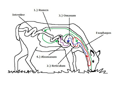 Cameron's Critter Blog: Ruminating White-tailed Deer
