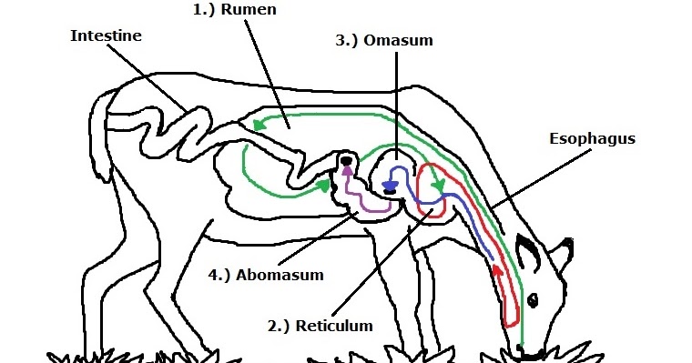 Cameron's Critter Blog: Ruminating White-tailed Deer