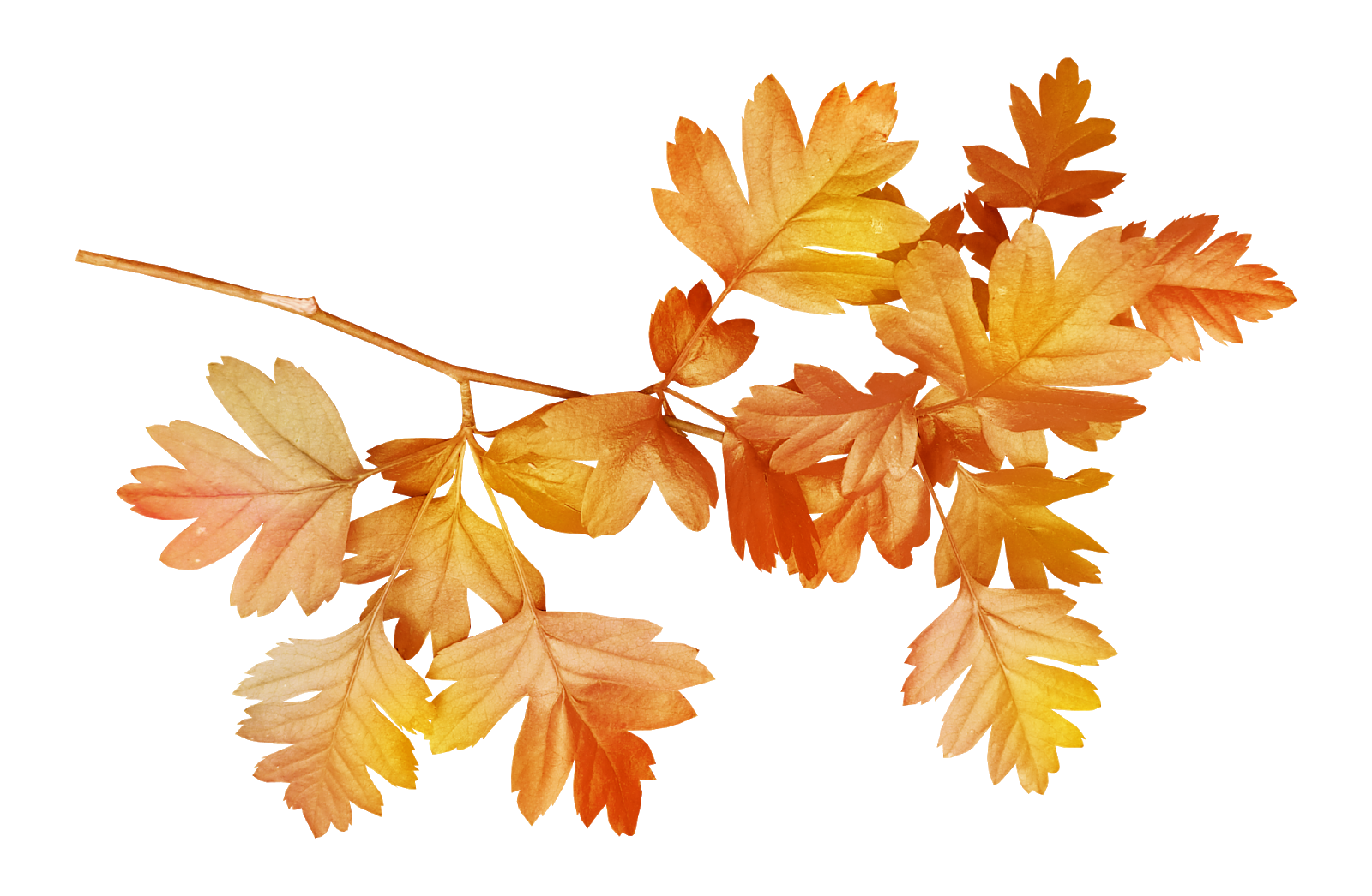 Ветка осенних листьев