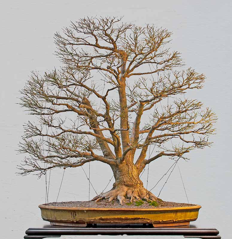 Walter Pall Bonsai Adventures Japanese maple 1 in winter