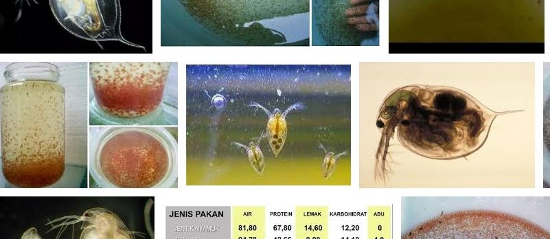 Cara Kultur Daphnia Sp yang Paling Mudah