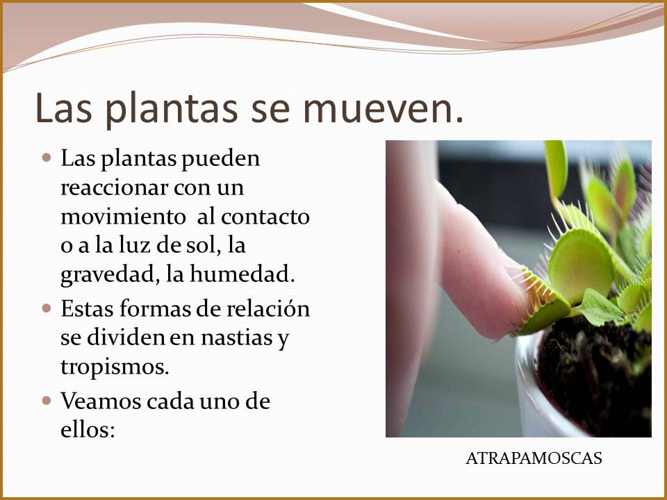 Cosas de niños para la escuela LA RELACIÓN DE LAS PLANTAS