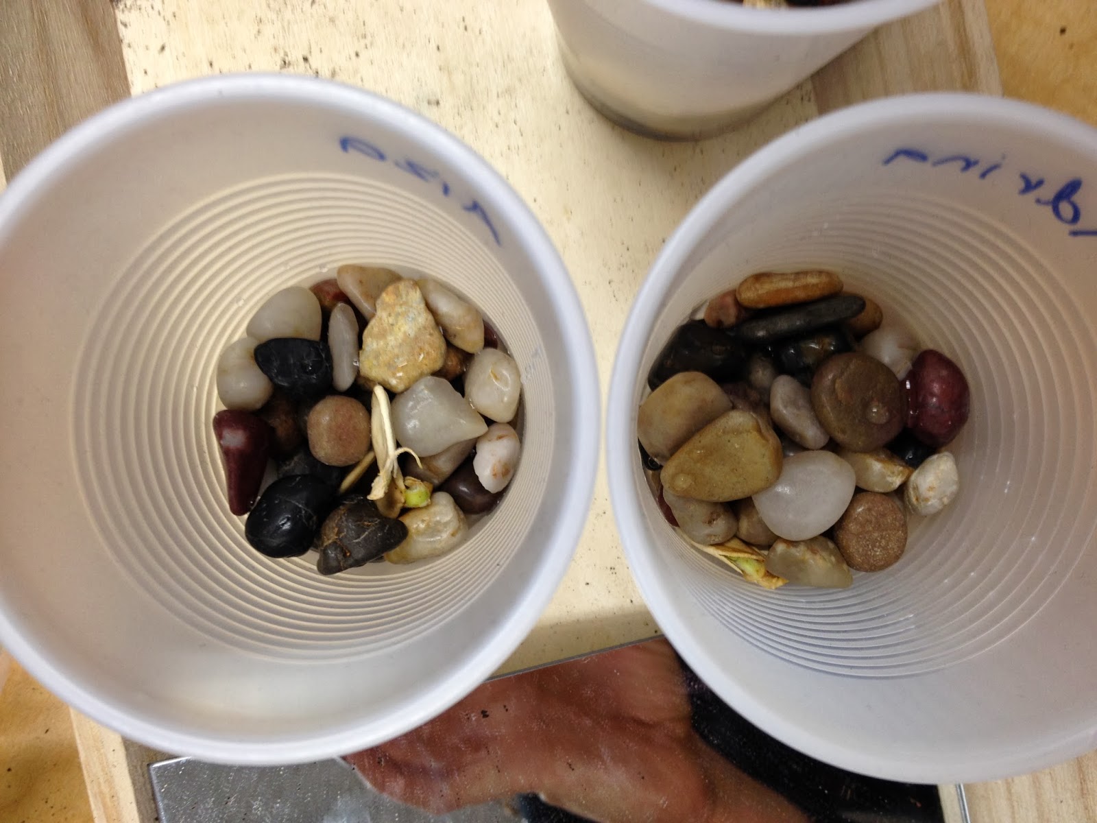 Wonder-full Inquiry: Can Plants Grow in Rocks?