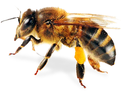 Lebah Bee png (Transparent Background)