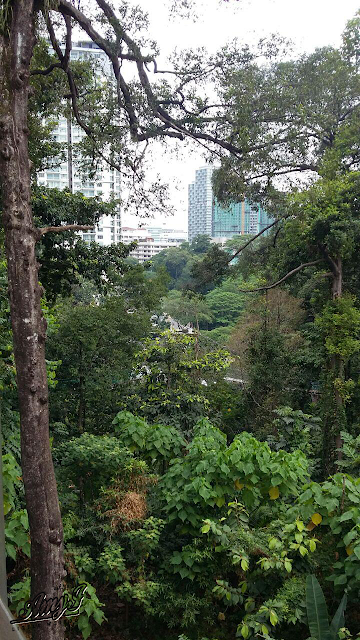 Bukit Nanas Forest Reserve Kuala Lumpur