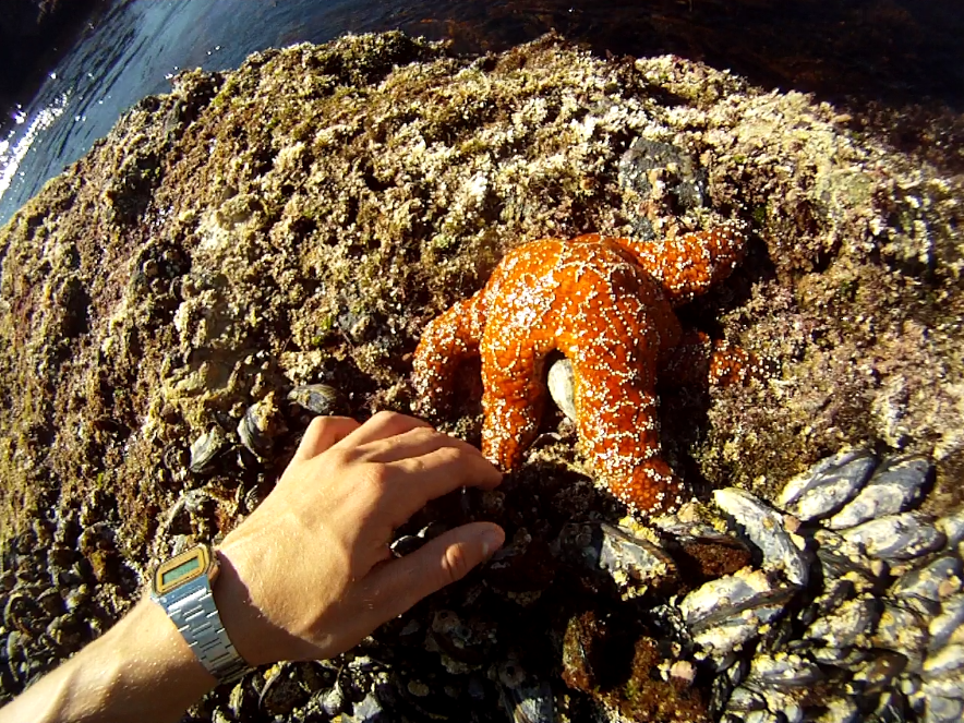 Nick Inserra Beach Project Dana Point October/tidepools