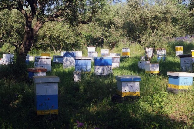 Έχω πολλά επιθετικά μελίσσια: Ο λόγος που δεν ξέρουν οι περισσότεροι μελισσοκόμοι
