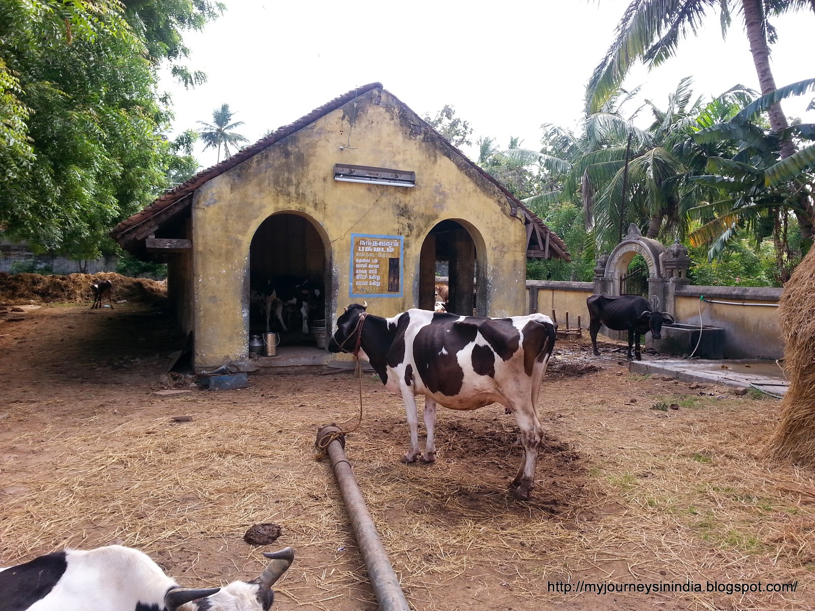 Thirukkadaiyur 