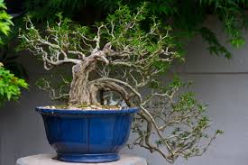 5 Jenis Tanaman Bagus Dijadikan Bonsai Unik
