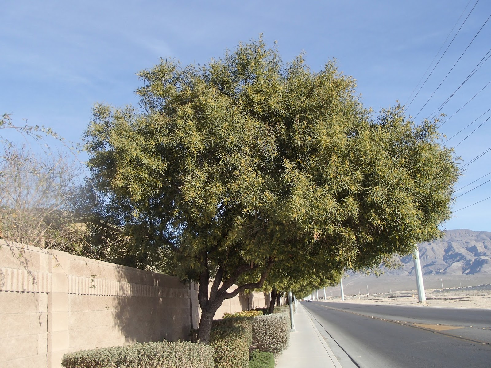 Xtremehorticulture of the Desert African Sumac Too Close to a Wall?
