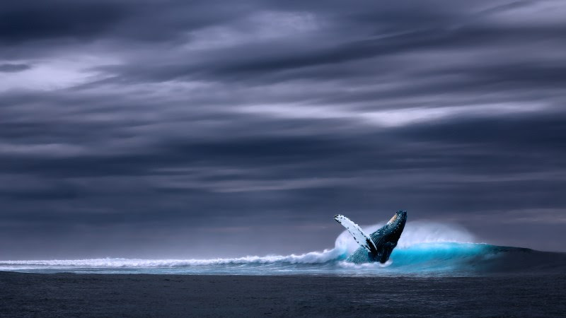 Humpback Whale in Ocean Waves