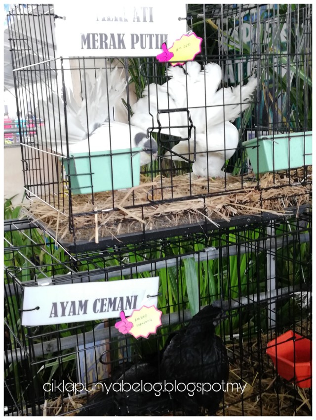 Jalan-jalan di SELANGOR AGROFEST 2018. Jalan-jalan di SELANGOR AGROFEST 2018.