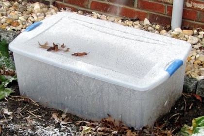 Frugal Gardener: Greenhouseperhaps becomes mini-greenhouse