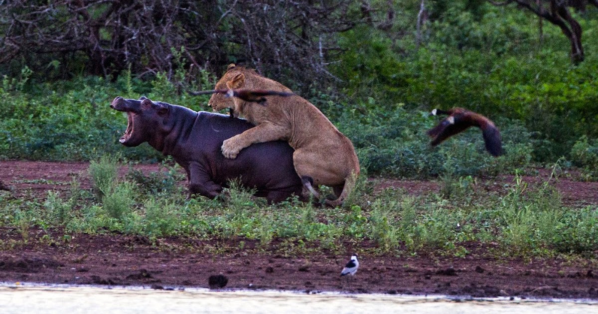 Получила бессмертие с целью спаривания с монстрами. Носороги совокупляются.