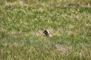 Prairie Dog!