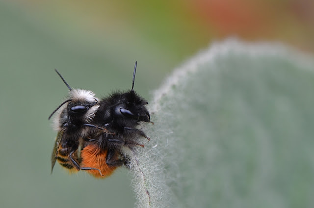 © Esprit de jardin - Edith Gayot-Boudier Osmie cornue (Osmia cornuta)