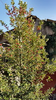 Fiori