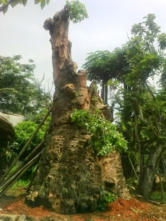 pohon kaki gajah
