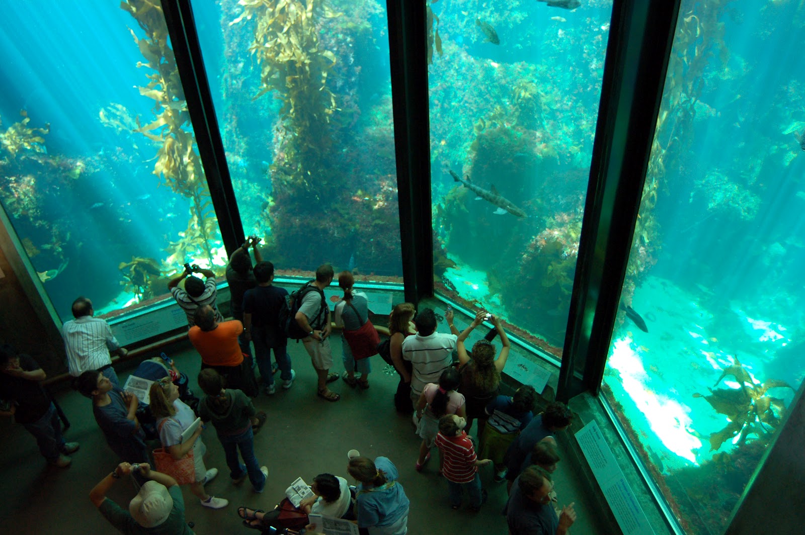 Tourism: Monterey Bay Aquarium - Monterey Bay Aquarium