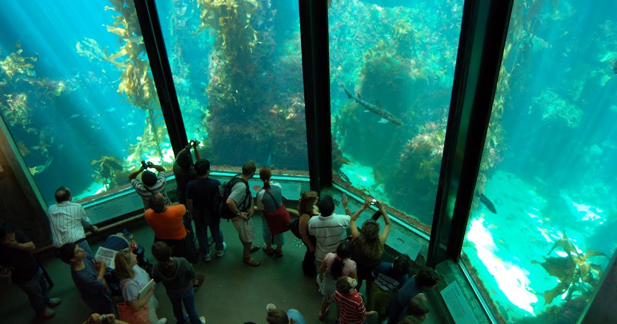 Tourism monterey bay aquarium
