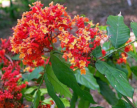 Herbalkart The Online Herbal Store Ashoka Asogam