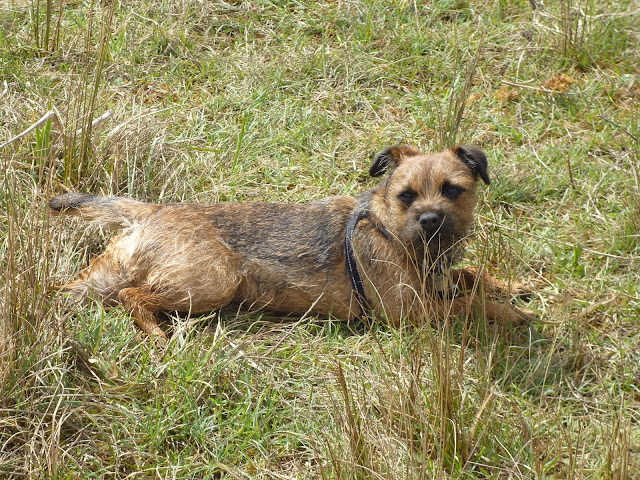 border terrier on a walk