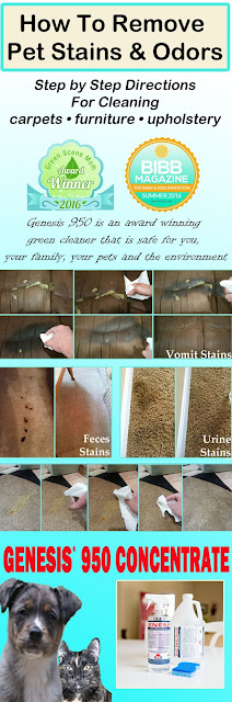 best way to clean pet urine best way to clean pet stains