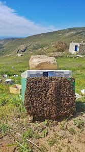 .Beekeeping Photos