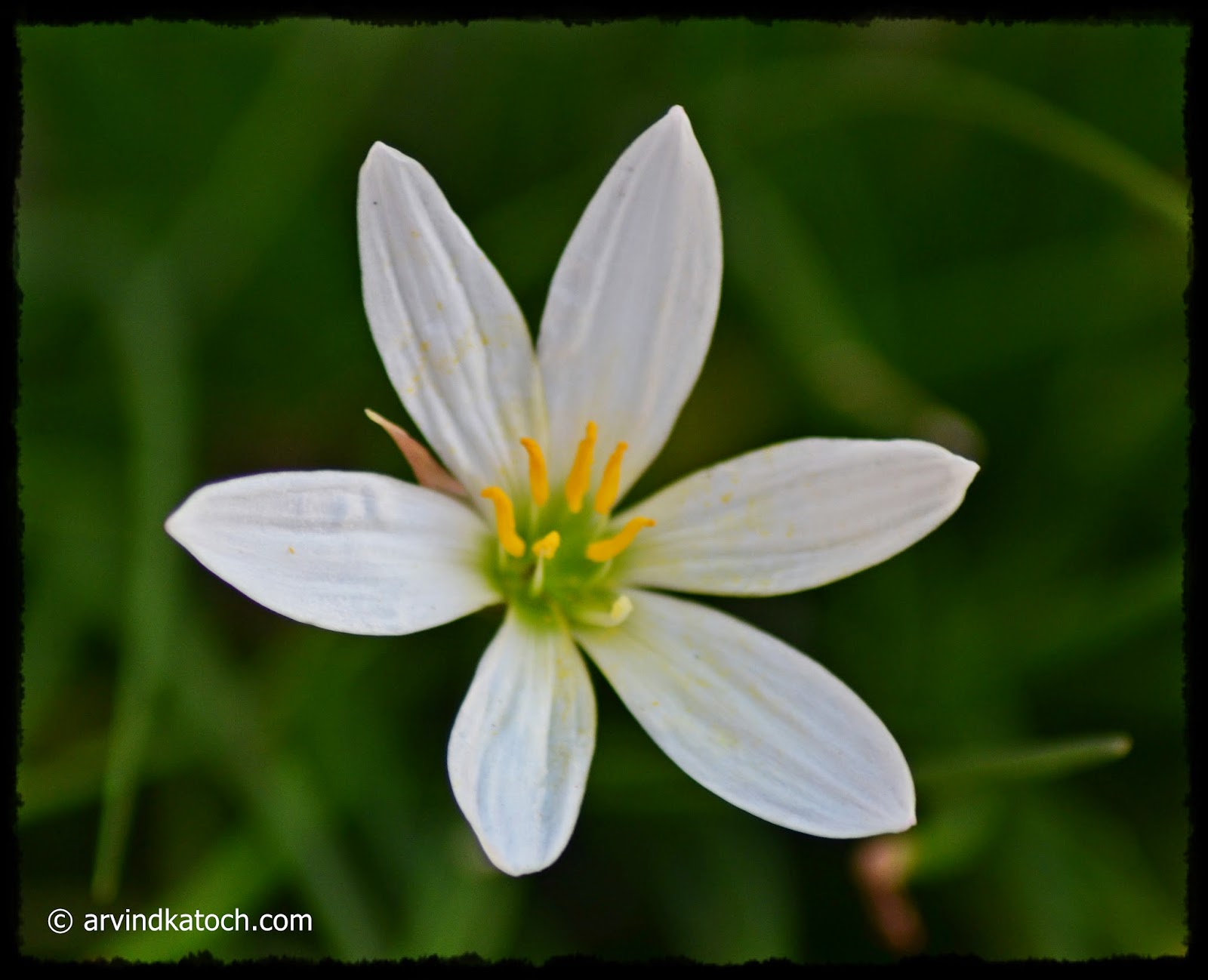 Fully Grown White Grass flower with Green Center