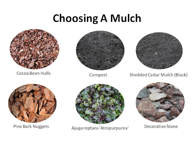 Mulch So Many Benefits And Choices Gardening Time Cocoa Bean Hulls Are Known For Their Chocolaty Aroma Which Can Last Roximately Two Weeks They Best Used In A Sunny Location As Tend To