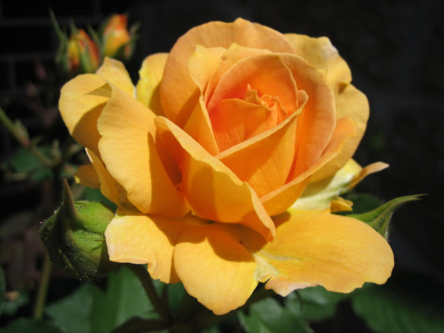 one large yellow ocher rose