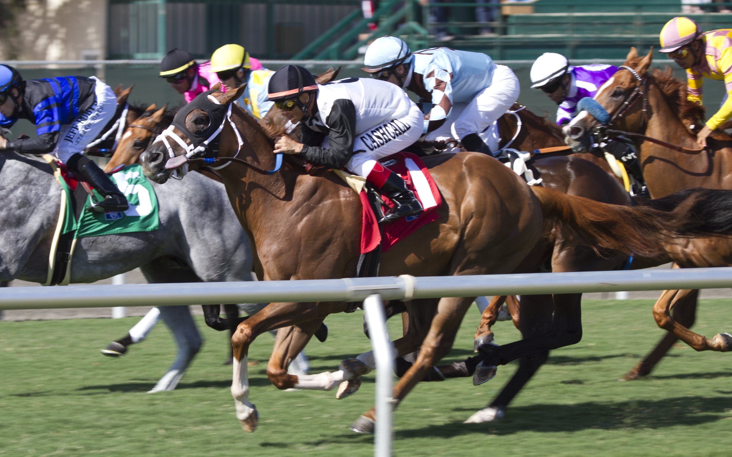 Del Mar Horse Race Schedule - n5b28mv