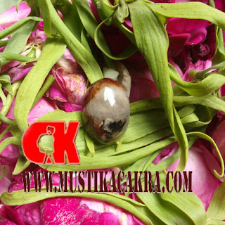Cincin Mustika Kewibawaan tingkat Tinggi Cincin Mustika Kewibawaan tingkat Tinggi