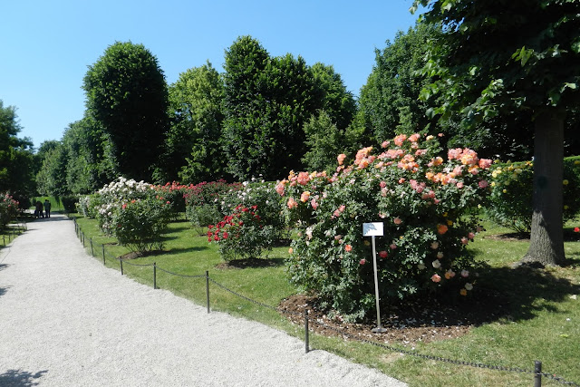 Ogród różany w Schonbrunn