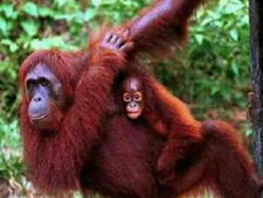 Orangutan hewnan menyusui
