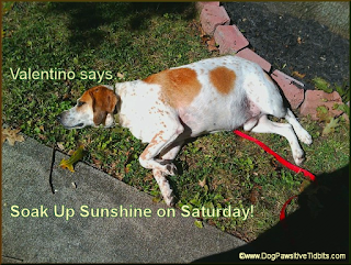 Soak Up Sunshine on Saturday