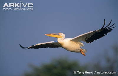 Great white Pelican