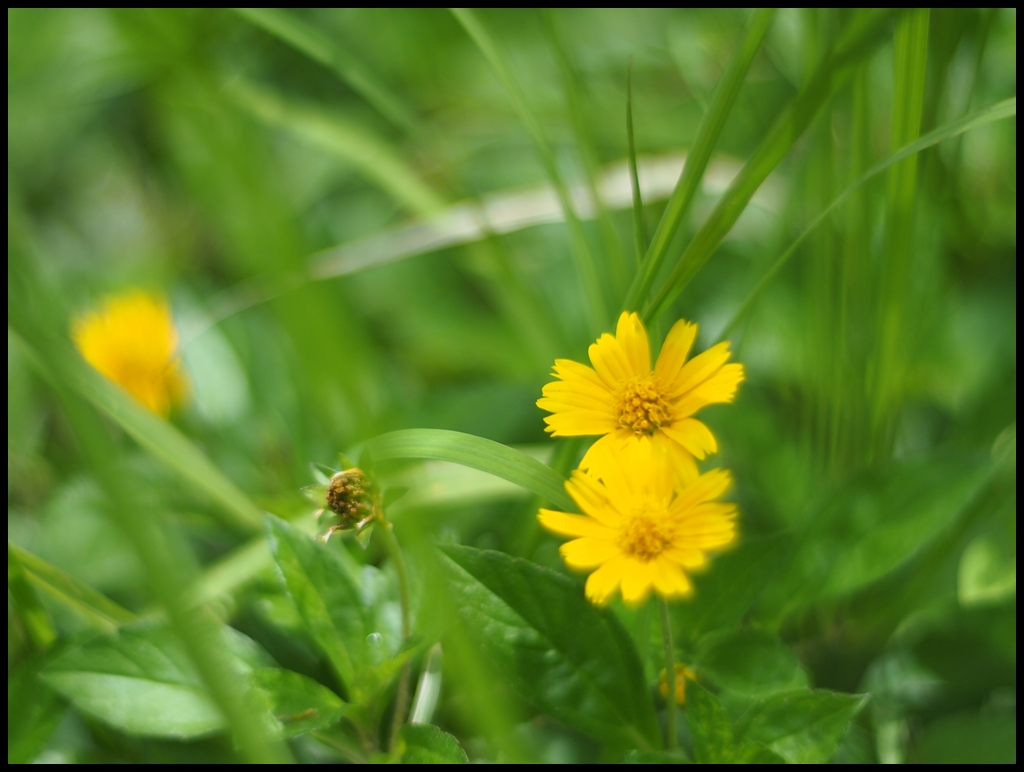 Erik's Manual Lens Blog little yellow flowers