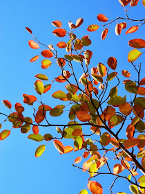 Serviceberry Amelanchier arborea fall foliage by garden muses-a Toronto gardening blog