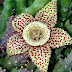 Orbea variegata - Rústica e Exótica