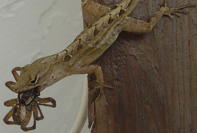 lizard-eating-spider.JPG